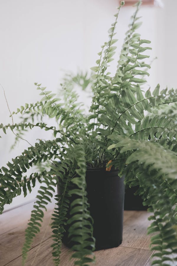 Boston Fern (Nephrolepis exaltata)